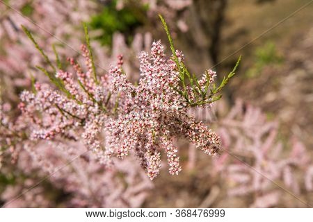 The Tamarisk (tamarix) Plant Blooming In Spring