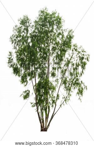 Eucalyptus Tree Isolated On White Background And Clipping Path. The Name Of Science : Eucalyptus Glo