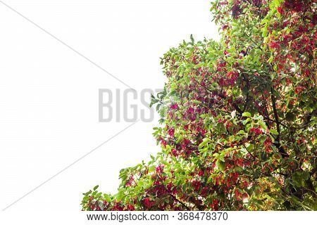 Hairy Keruing Tree Is A Plant With Red Flowers Isolated On White Background And Clipping Path. The N