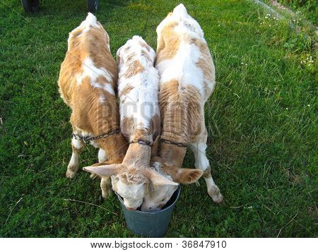 three calfs drinking the water