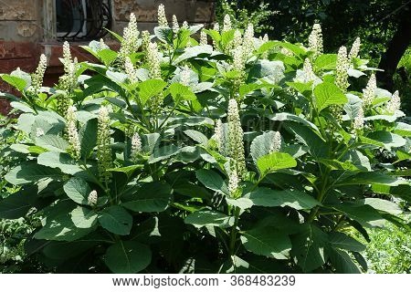 Phytolacca Acinosa In Full Bloom In Early Summer