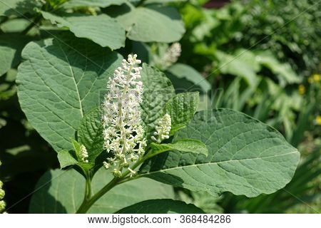 White Flowers Of Phytolacca Acinosa In June