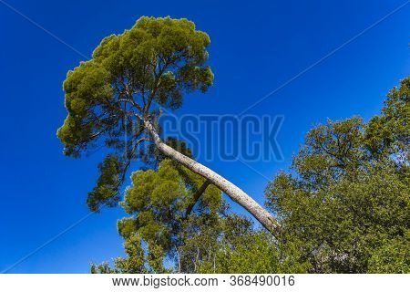 Aleppo Pine Tree (pinus Halepensis) At French Riviera Near Nice, France
