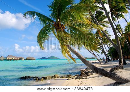 Palms Bora Bora.