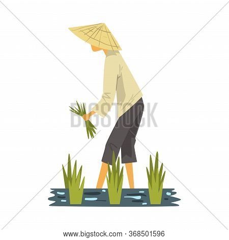 Asian Farmer In Straw Conical Hat Harvesting Rice In Paddy Field, Male Peasants Character Working On