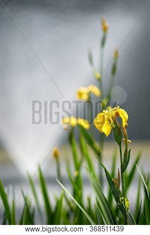 Yellow Iris Flower. Yellow Flag Iris Growing On The Edge Of A Pond.