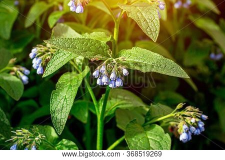 Fresh Blue Brunnera Blossoming Flowers On Green Leaves Background In The Garden In Spring.