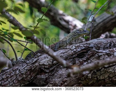 Cute Baby Komodo Dragon On A Tree In Komodo National Park