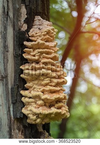 Laetiporus Sulphureus, Subclass: Garicomycetidae. Edible Mushroom Growing On Tree Trunks.