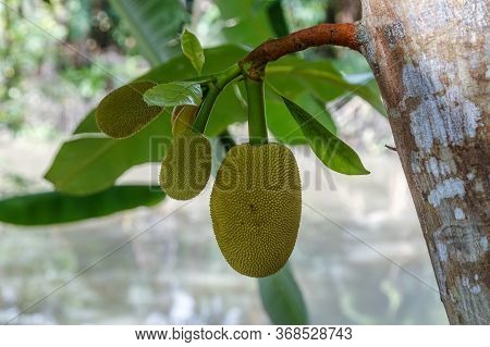 Natural Vietnamese Jackfruit Growing On A Tree