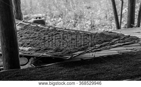 Drying Tobacco Naturally In The Open, Laos