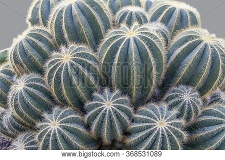 Picture Of A Dense Blue Blue Cactuses Closeup Shot