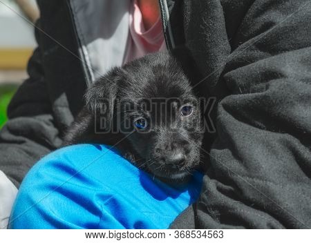 Pet Care Portrait Of A Black Puppy Mongrel In The Arms Of A Man