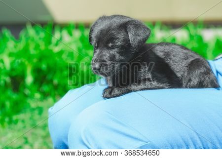 Black Mongrel Puppy Sleeps On The Lap Of A Man In Blue Trousers