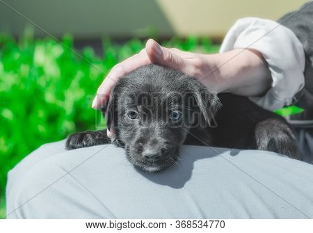 Female Hand Stroking Black Puppy On The Head