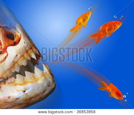 Goldfish Escaping