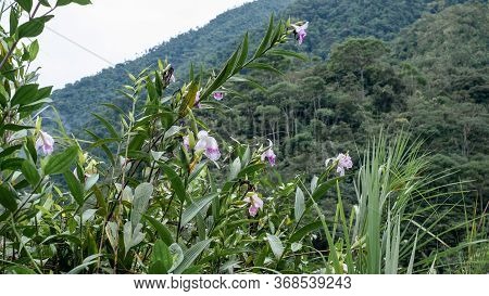 Pink Wildflowers At Podocarpus National Park, Ecuador