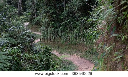 Trail For Hikers At Podocarpus National Park, Ecuador