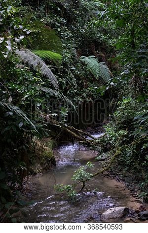 Little River Running Inside Of Podocarpus National Park, Ecuador