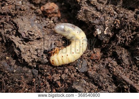 Maybug Larva On Black Soil Closeup. Pest Of Crops, Seedlings And Tree Roots.
