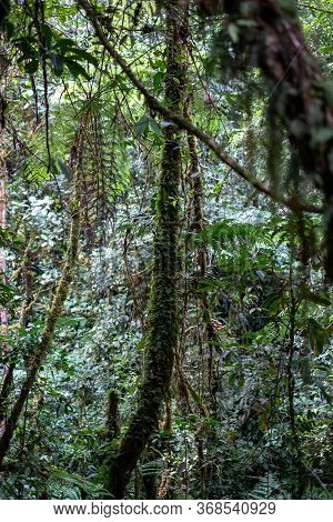 Podocarpus National Park, Ecuador, Vegetation Details Along The Trail
