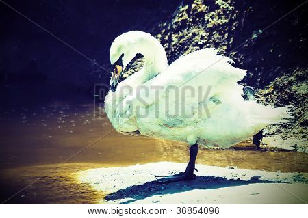 Cygne blanc