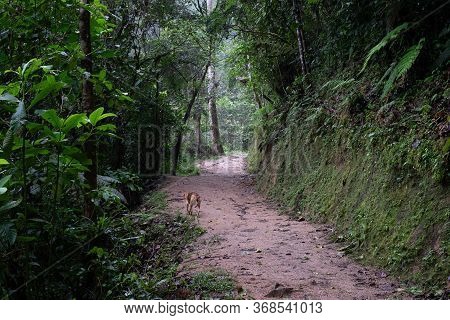 Podocarpus National Park, Ecuador, Dog Walking On Trail
