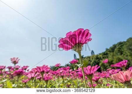 pink cosmos flowers farm under blue sky in the outdoor