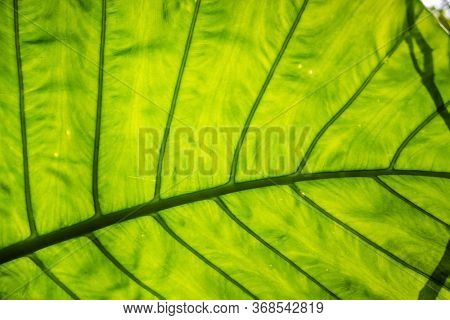 green alocasia odora leaf in the outdoor of city