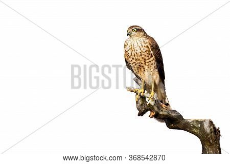 Attentive Eurasian Sparrowhawk Sitting On Bough Isolated On White