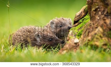 Two Siblings Of Northern White-breasted Hedgehog Sniffing On Meadow