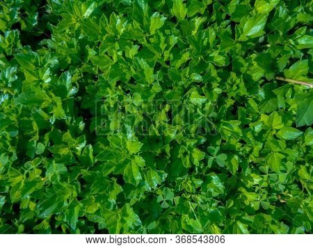 Green Leaf Background Texture Close-up Leaf Texture Background