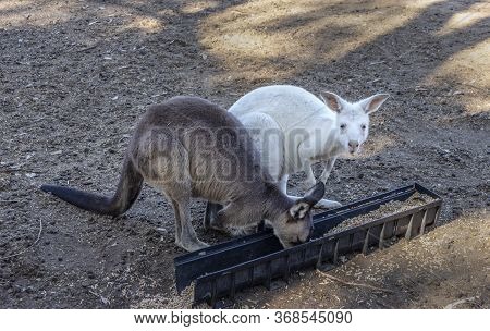 An Albino Kangaroo Next To A Brown One, At Their Feeding Trough In A Wildlife Park In Australia.