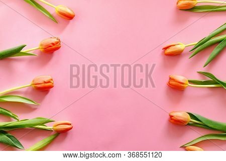 Colorful Orange Tulips On Light Pink Background. Mother's Day Present.