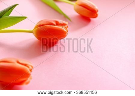 Orange Ulips On Pink Background With A Copy Space For An Advertisement. Women's Day Greeting Card.