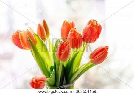 Orange Tulips On A Windowsill. Close Up Shot.