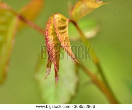 Spring season. Fresh rose leafs with green bug inside. Sharpness on leaf edge.