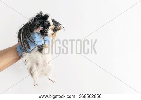 Veterinary Concept. Guinea Pig On A White Background With Copy Space.