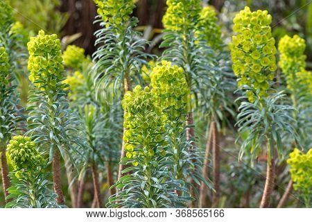 Close Up Of Euphorbia Flowers In Bloom