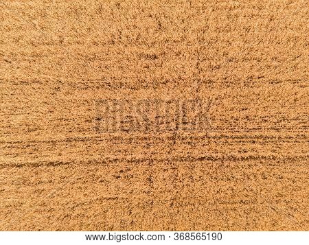 Aerial View Of Wheat Field And Tracks From Tractor Agricultural Texture Or Background Of Summer Agri
