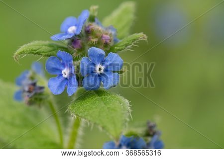 Evergreen Bugloss (pentaglottis Semoervirens)