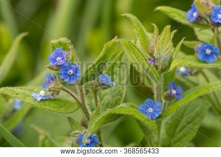 Evergreen Bugloss (pentaglottis Semoervirens)