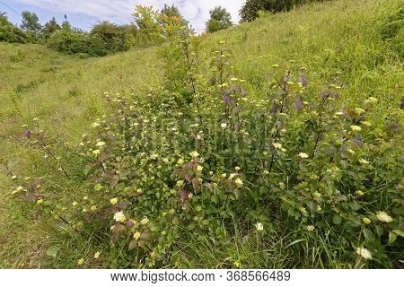 Dogwood - Cornus Sanguinea 
New Scrub Growth With Flowers