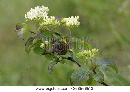 Dogwood - Cornus Sanguinea
Branch With Flowers & Leaves