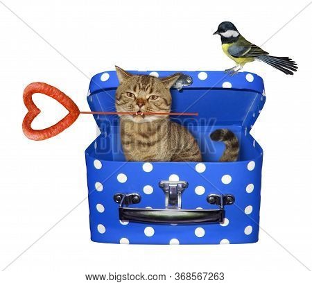 The Beige Cat With A Heart Shaped Sausage In His Mouth Is Hiding In A Blue Polka-dot Gift Box With A