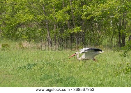 A Lone Stork Preying On A Meadow.\nagricultural Land. Plowed Arable Field And Meadows. A Lone Stork 