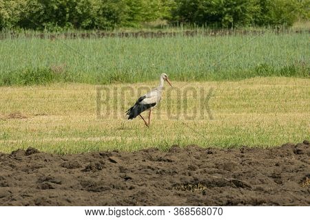A Lone Stork Preying On A Meadow.\\nagricultural Land. Plowed Arable Field And Meadows. A Lone Stork