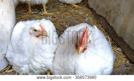 White Rooster And Chicken Are Sitting In The Stable. Sleepy Birds. A Chicken Is Looking At His Cock.