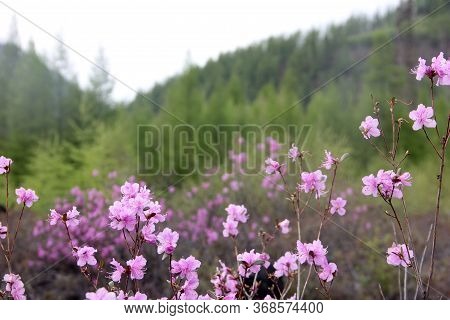 Flowering Bush Of Daurian Rhododendron. Floral Background. Yakut Sakura In The Forest In Yakutia. Da
