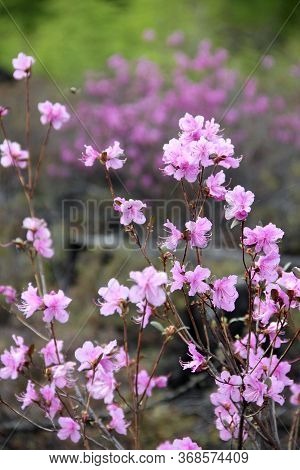 Flowering Bush Of Daurian Rhododendron. Floral Background. Yakut Sakura In The Forest In Yakutia. Da